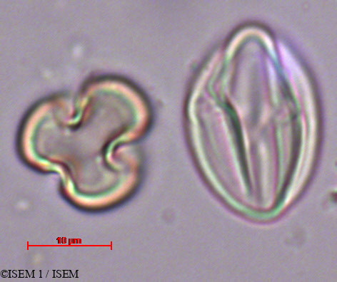 ISEM 1/Umbilicus_rupestris_29385/Umbilicus_rupestris_29385_0001(copy).jpg